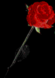 smalrose.gif (2125 bytes)